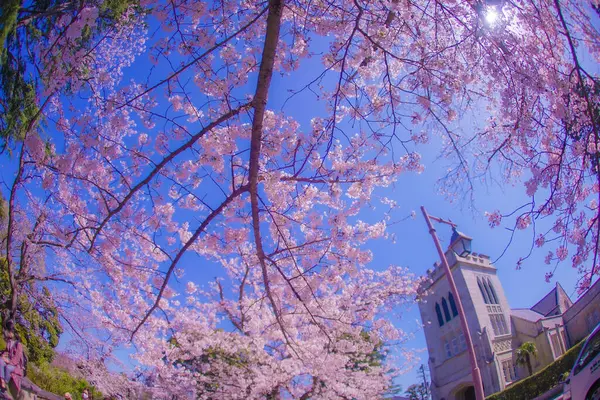 Třešňové Květy Motomachi Jokohamě Místo Střelby Naka Yokohama Shi — Stock fotografie