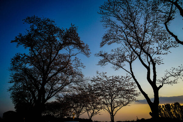 Silhouette of dusk and cherry tree. Shooting Location: Seya -ku, Yokohama