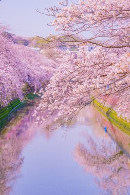 Ooka Nehri gezinti güvertesi Sakura. Çekim yeri: Minami -ku, Yokohama