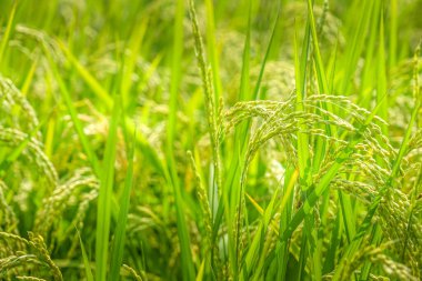 Sendai Ovası Kırsal. Çekim yeri: Sendai, Miyagi Bölgesi