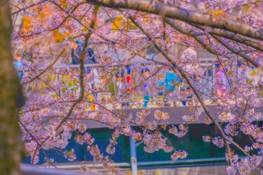 Meguro Nehri boyunca kiraz çiçekleri. Çekim yeri: Meguro -ku, Tokyo