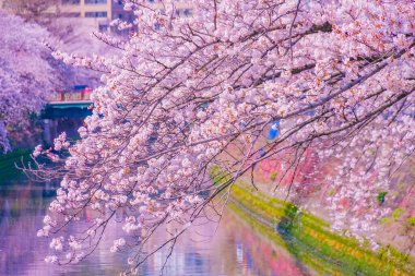 Ooka Nehri gezinti güvertesi Sakura. Çekim yeri: Minami -ku, Yokohama