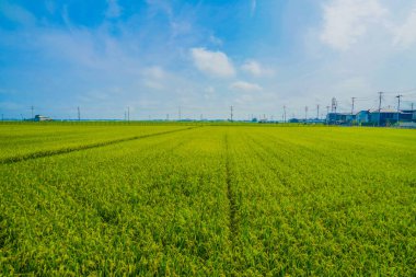 Sendai Ovası Kırsal. Çekim yeri: Sendai, Miyagi Bölgesi