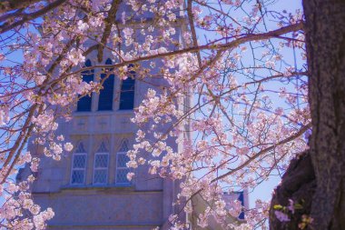 Motomachi Yokohama ve Yokohama Yamashibo 'da kiraz çiçekleri. Çekim yeri: Naka -ku, Yokohama -shi