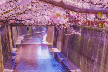 Nakameguro 'da kiraz çiçekleri çiçek açar. Çekim yeri: Meguro -ku, Tokyo