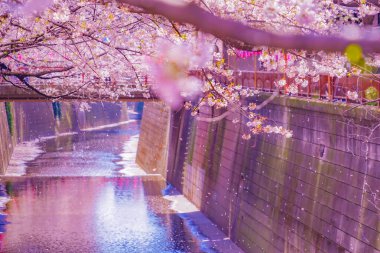 Nakameguro 'da kiraz çiçekleri çiçek açar. Çekim yeri: Meguro -ku, Tokyo