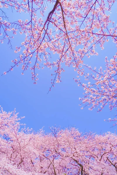 Kirschblüten Voller Blüte Und Blauem Himmel Drehort Tsurumi Yokohama — Stockfoto