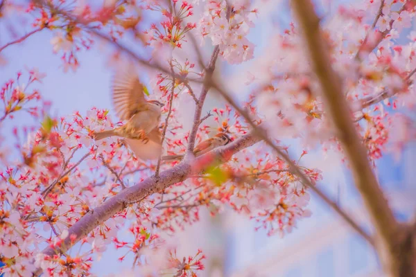 Cherry Blossoms Sparrows Shooting Location Shinjuku Tokyo — Stock Photo, Image