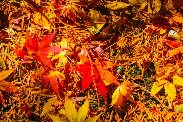Živý Obraz Podzimního Listí Místo Střelby Shinjuku Tokio — Stock fotografie