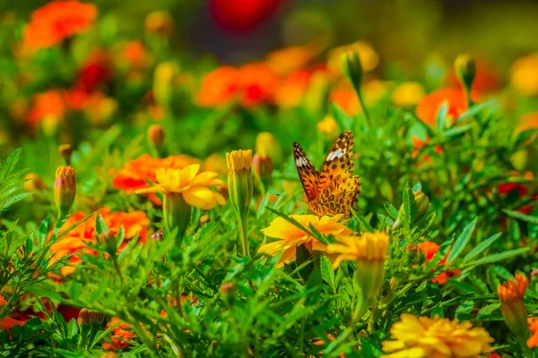 Marigold Motyl Rozmieszczenie Kita Tokio — Zdjęcie stockowe