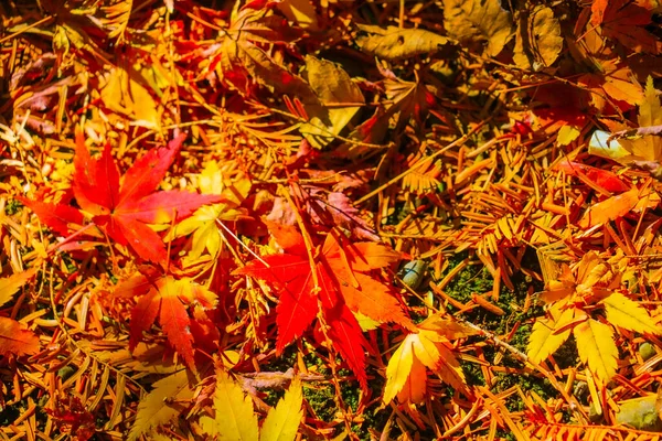 秋の葉の鮮やかなイメージ 撮影場所 東京都新宿区 — ストック写真