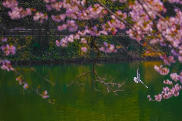 Kwiat Wiśni Mewy Rozmieszczenie Tsurumi Jokohama — Zdjęcie stockowe