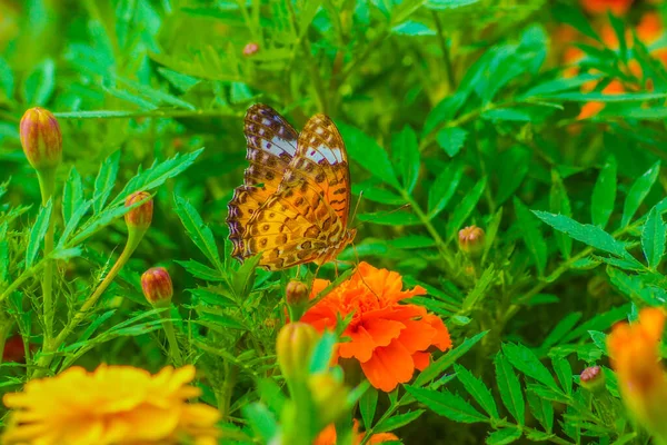 Ringelblume Und Schmetterling Drehort Kita Tokio — Stockfoto
