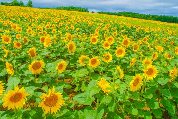 Bild Solrosfält Skytteläge Hokkaido — Stockfoto