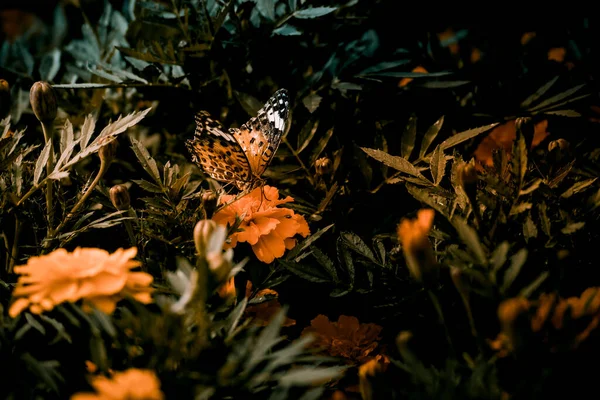 Чорнобривці Метелики Місце Зйомки Кіта Токіо — стокове фото