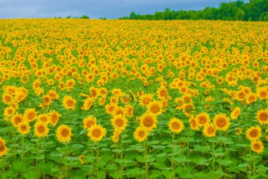 Ayçiçeği tarlası görüntüsü. Çekim Konumu: Hokkaido