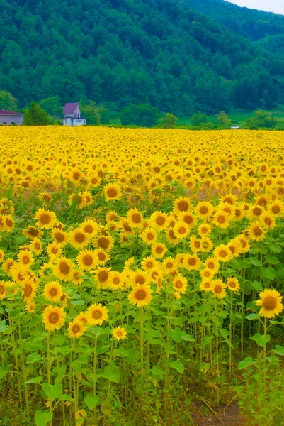 Immagine Del Campo Girasole Luogo Delle Riprese Hokkaido Furano — Foto Stock