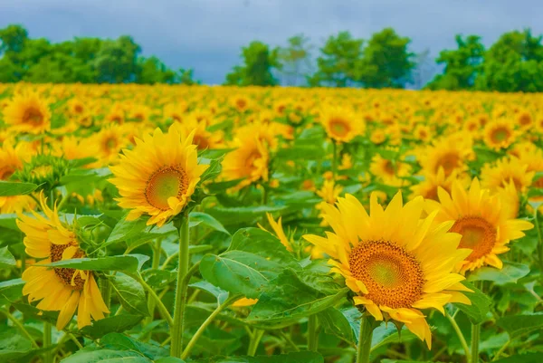 Image Sunflower Field Shooting Location Hokkaido — Stock Photo, Image