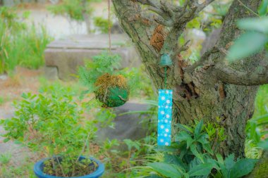 Yeşil vaha asılı. Atış yeri: Gunma Bölgesi