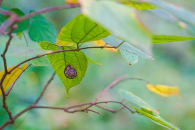 Yapraklara yapışmış salyangozlar. Çekim yeri: Tsuzuki Ward, Yokohama