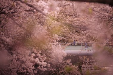 Kiraz çiçeklerine sarılmış köprü (Kanda Nehri). Çekim yeri: Shinjuku-ku, Tokyo