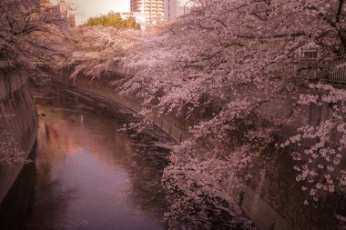 Kiraz çiçeklerine sarılmış köprü (Kanda Nehri). Çekim yeri: Shinjuku-ku, Tokyo