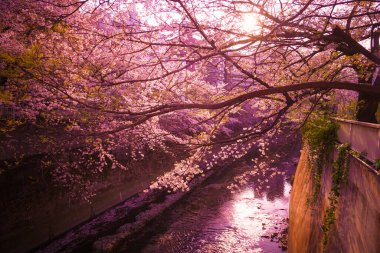 Kanda Nehri ve alacakaranlıkta kiraz çiçekleri. Çekim yeri: Shinjuku-ku, Tokyo