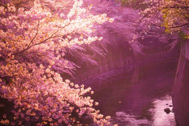 Kanda Nehri ve alacakaranlıkta kiraz çiçekleri. Çekim yeri: Shinjuku-ku, Tokyo