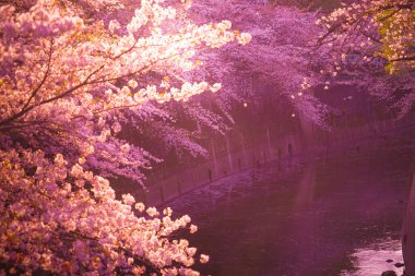 Kanda Nehri ve alacakaranlıkta kiraz çiçekleri. Çekim yeri: Shinjuku-ku, Tokyo