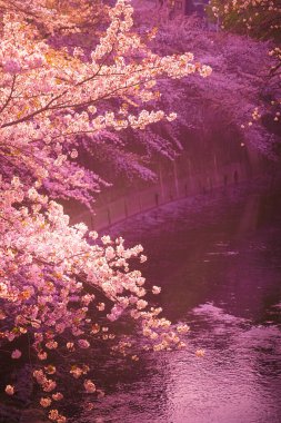 Kanda Nehri ve alacakaranlıkta kiraz çiçekleri. Çekim yeri: Shinjuku-ku, Tokyo
