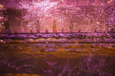 Kanda Nehri ve alacakaranlıkta kiraz çiçekleri. Çekim yeri: Shinjuku-ku, Tokyo