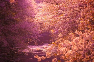 Kanda Nehri ve alacakaranlıkta kiraz çiçekleri. Çekim yeri: Shinjuku-ku, Tokyo