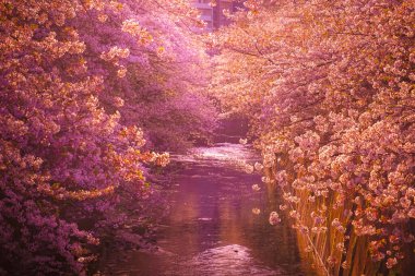 Kanda Nehri ve alacakaranlıkta kiraz çiçekleri. Çekim yeri: Shinjuku-ku, Tokyo