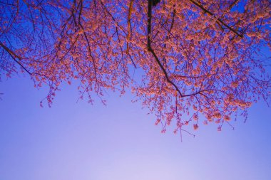 Kiraz çiçekleri ve gün batımı. Çekim yeri: Seya -ku, Yokohama