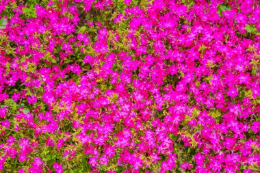 Zengin pembe çiçekler. Çekim Konumu: Kita -ku, Tokyo