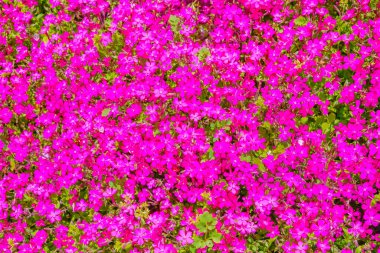 Pembe çiçek arka planı. Çekim Konumu: Kita -ku, Tokyo