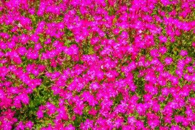 Çok renkli çiçeklerin güzelliği. Çekim Konumu: Kita -ku, Tokyo