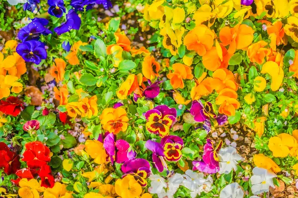 Żywe Wiosenne Kwiaty Rozmieszczenie Seya Jokohama — Zdjęcie stockowe