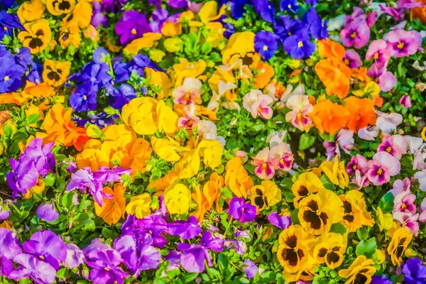 Kolorowy Wiosenny Ogród Rozmieszczenie Seya Jokohama — Zdjęcie stockowe