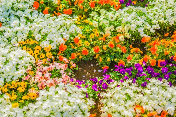 Jasne Krajobrazy Kwiatowe Rozmieszczenie Seya Jokohama — Zdjęcie stockowe