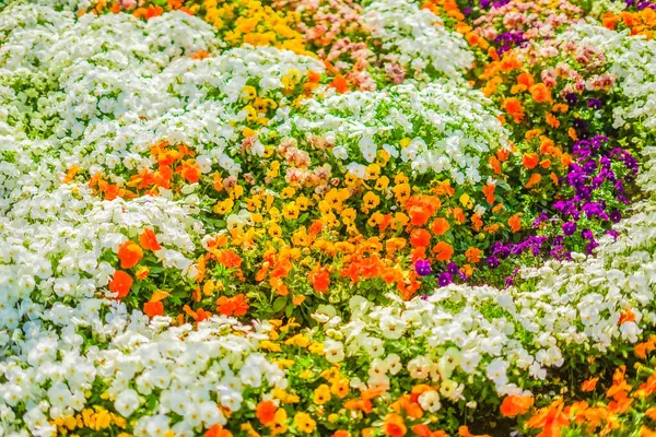 Ogród Pełen Kwiatów Rozmieszczenie Seya Jokohama — Zdjęcie stockowe