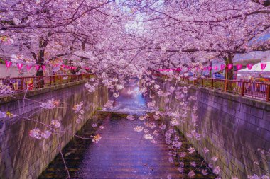 Kasuga Sakura Tüneli 'nde (Meguro Nehri). Çekim yeri: Meguro -ku, Tokyo