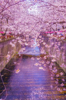 Kiraz ağaçlarının kanal manzarası (Meguro Nehri). Çekim yeri: Meguro -ku, Tokyo
