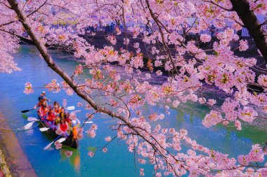 Kiraz çiçeği tünelinde kürek çeken bir kano. Çekim yeri: Minami -ku, Yokohama