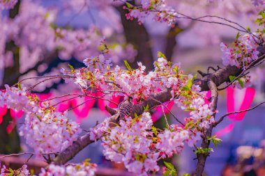 Kiraz çiçekleri ve kuşlar (Meguro Nehri). Çekim yeri: Meguro -ku, Tokyo