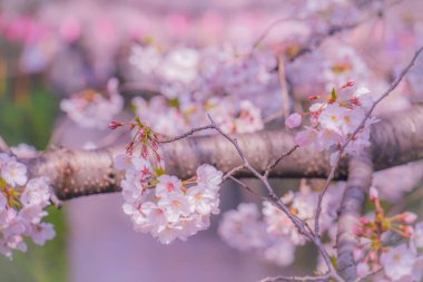Kiraz çiçekleri ve su yolları. Çekim yeri: Meguro -ku, Tokyo