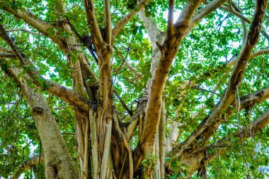 Gajumal ağacın altında. Çekim yeri: Bangkok, Tayland