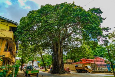 Dev ağaçlar ve kasabaların bir arada yaşaması. Çekim yeri: Bangkok, Tayland