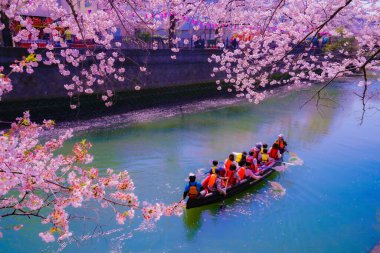 Kiraz çiçekleri nehrinde kiraz çiçekleri. Çekim yeri: Minami -ku, Yokohama