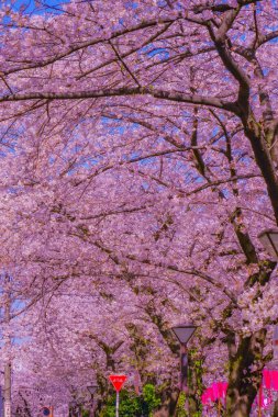 Kiraz ağaçlarının bahar manzarası. Çekim yeri: Minami -ku, Yokohama